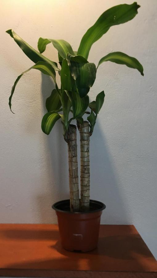Green Lofts Cancún Zewnętrze zdjęcie
